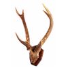 Image 3 : Stag Horn European Mount