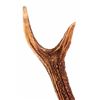 Image 4 : Stag Horn European Mount