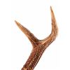 Image 5 : Stag Horn European Mount