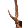 Image 7 : Stag Horn European Mount