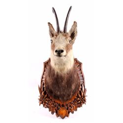 Early Black Forest Mounted Chamois 19th-20th