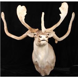 Trophy Large Caribou in Velvet Shoulder Mount