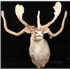 Image 1 : Trophy Large Caribou in Velvet Shoulder Mount