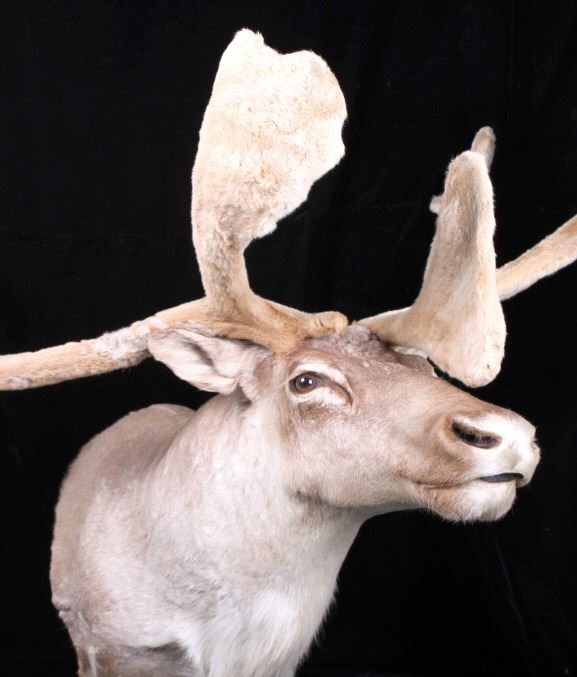 Trophy Large Caribou in Velvet Shoulder Mount