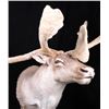 Image 2 : Trophy Large Caribou in Velvet Shoulder Mount