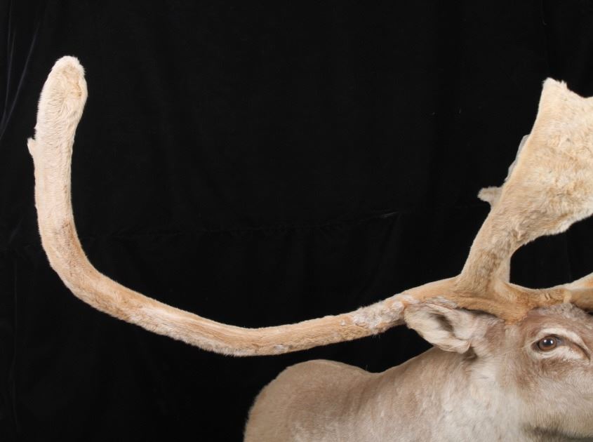 Trophy Large Caribou in Velvet Shoulder Mount