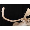 Image 3 : Trophy Large Caribou in Velvet Shoulder Mount