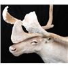 Image 4 : Trophy Large Caribou in Velvet Shoulder Mount
