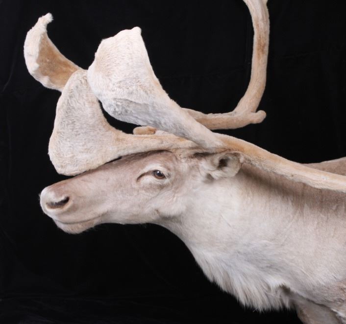 Trophy Large Caribou in Velvet Shoulder Mount