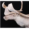 Image 5 : Trophy Large Caribou in Velvet Shoulder Mount