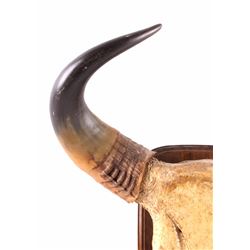 Romanian Buffalo Horn Mount