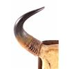 Image 1 : Romanian Buffalo Horn Mount