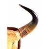 Image 2 : Romanian Buffalo Horn Mount