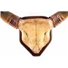 Image 3 : Romanian Buffalo Horn Mount