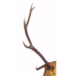 Large Montana Elk Antlers