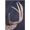 Image 10 : Trophy Montana Whitetail Shoulder Mount