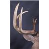 Image 11 : Trophy Montana Whitetail Shoulder Mount