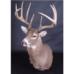 Trophy Montana Whitetail Shoulder Mount