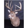 Image 1 : Trophy Montana Whitetail Shoulder Mount