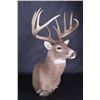 Image 2 : Trophy Montana Whitetail Shoulder Mount