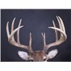 Image 3 : Trophy Montana Whitetail Shoulder Mount