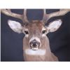 Image 4 : Trophy Montana Whitetail Shoulder Mount