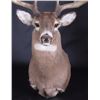 Image 5 : Trophy Montana Whitetail Shoulder Mount