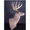 Image 6 : Trophy Montana Whitetail Shoulder Mount