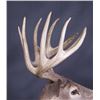 Image 7 : Trophy Montana Whitetail Shoulder Mount