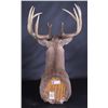 Image 8 : Trophy Montana Whitetail Shoulder Mount