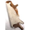 Image 10 : Collection Of Montana Fawn Deer Hides