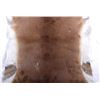 Image 13 : Collection Of Montana Fawn Deer Hides