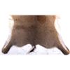 Image 9 : Collection Of Montana Fawn Deer Hides