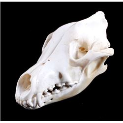 Montana Timber Wolf Skull