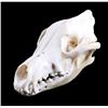 Image 1 : Montana Timber Wolf Skull