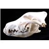 Image 2 : Montana Timber Wolf Skull