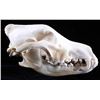 Image 3 : Montana Timber Wolf Skull