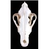 Image 6 : Montana Timber Wolf Skull