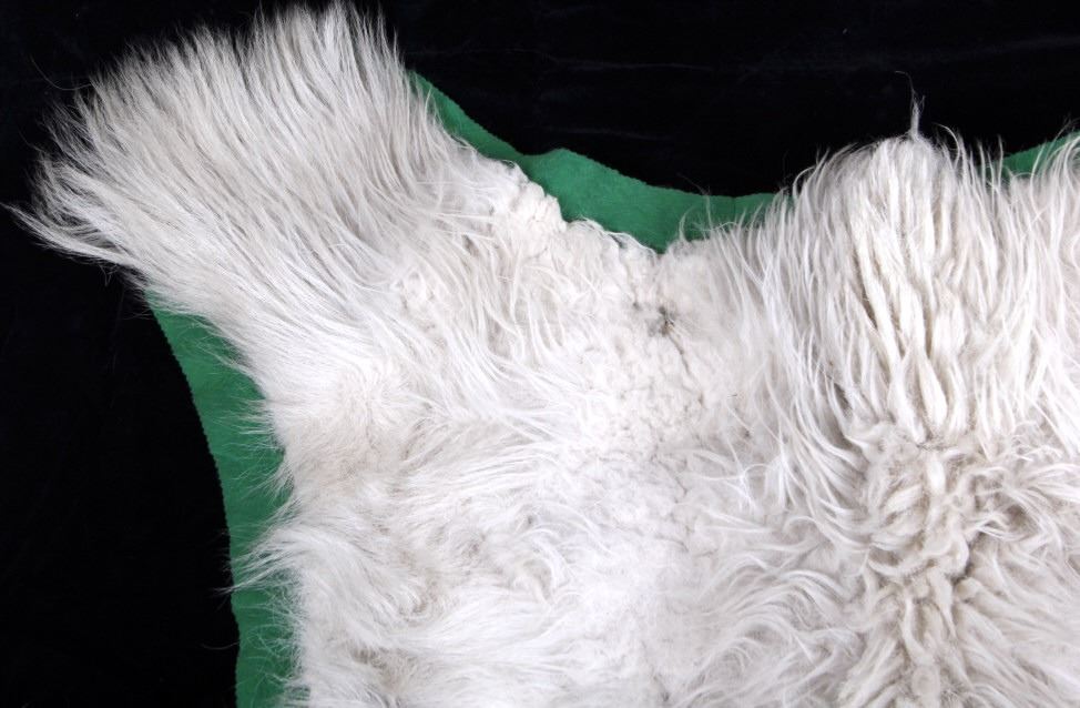 Mount Goat Rug Montana Mountain Goat Taxidermy Rug