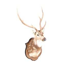 Trophy Fallow Deer Shoulder Mount