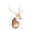 Image 1 : Trophy Fallow Deer Shoulder Mount