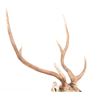 Image 4 : Trophy Fallow Deer Shoulder Mount