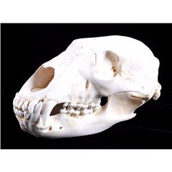 Montana Black Bear Skull