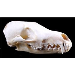 Montana Red Fox Skull