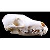 Image 1 : Montana Red Fox Skull