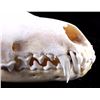 Image 2 : Montana Red Fox Skull
