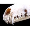 Image 3 : Montana Red Fox Skull