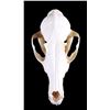 Image 4 : Montana Red Fox Skull