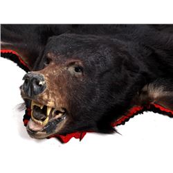 Trophy Montana Black Bear Rug