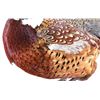 Image 10 : Taxidermy Pheasant Mounted On Antler